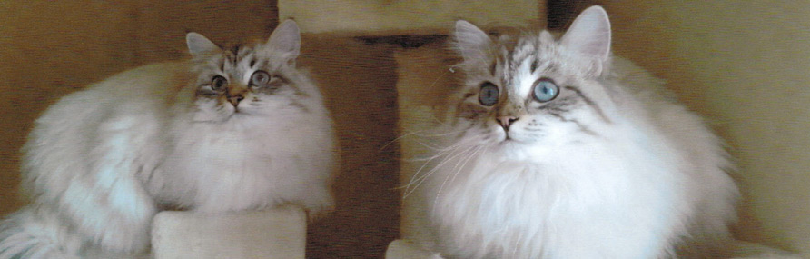 Kitty Header Picture